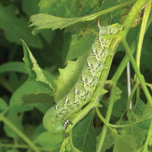 tomato hornworm caterpillar