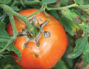 fruit cracking on tomato