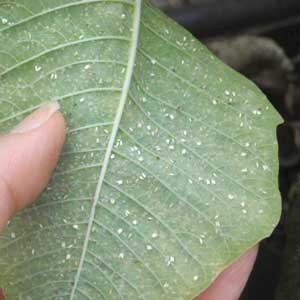 whiteflies on the underside of a leaf