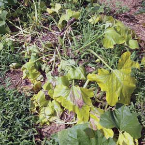 yellow leaves on squash vine
