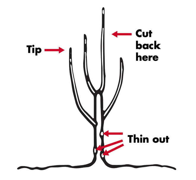 After pruning, there are just four branches remaining in the upper part of the tree and those are tipped