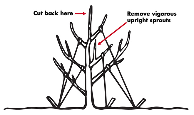 A tree with limbs trained at 45-degree angles using tie downs