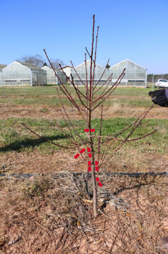 A small second-year tree is pruned as described in the text above