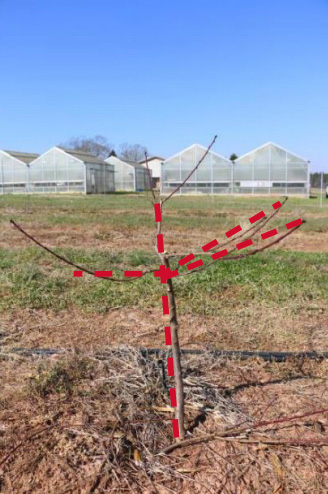 Once pruned, the tree takes on a characteristic wide vase shape