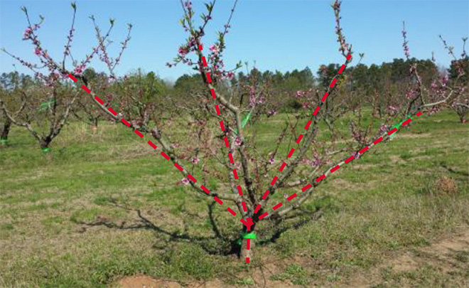 A mature tree still has an open, wide vase shape to it as it has been pruned and trained for years