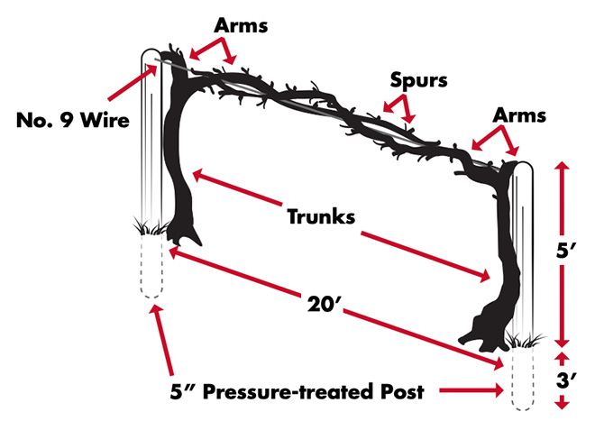 A 20-foot one-wire trellis is stretched between two 5-inch-thick, 8-foot-long pressure treated posts set 3 feet into the ground to support the grapevine.