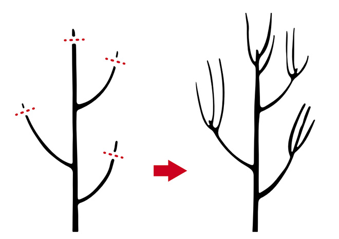 tree diagram shows clipping areas as red dotted lines across the tips of all branches
