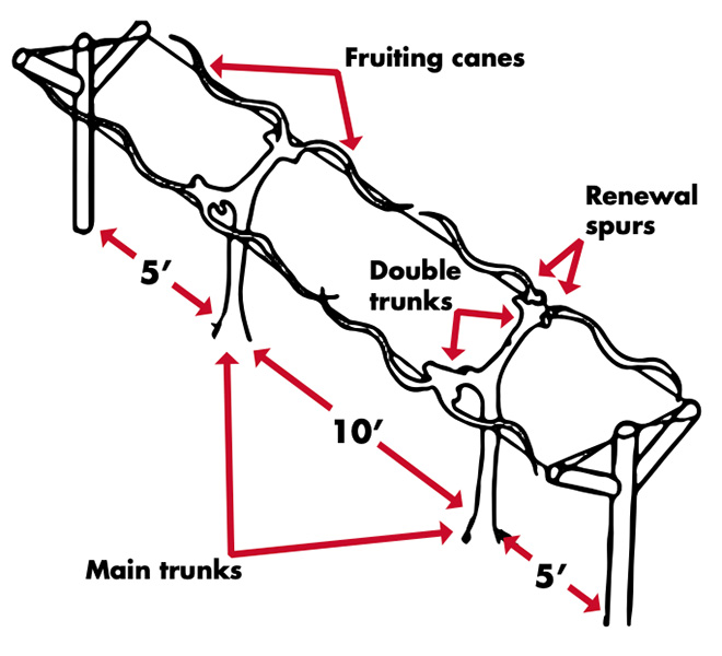 Double curtain trellis posts are spaced 20 feet apart with trunks placed 10 feet apart and 5 feet from the posts.