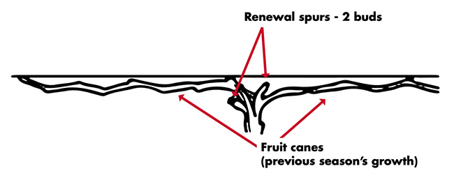 A properly pruned grape vine has fruit canes following the trellis wires and renewal spurs coming off the main trunk, pruned back to two buds each.