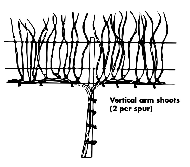Grape vines growing along a low-wire cordon show lots of new vertical growth, 2 shoots per spur, running up through the trellis wires prior to pruning