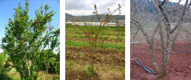 A multi-trunk tree has a bushier habit; a tree trained with a single-trunk strategy has a noticeable main trunk with larger branches stemming off a few feet above the ground; a triple-trunk tree has three main trunks at ground level and many main branches stemming from those trunks.