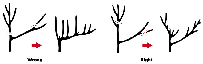 correct cutting of tree limbs as described in the paragraph above