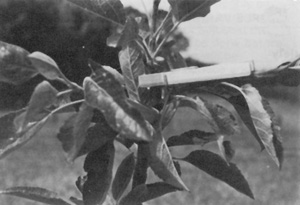 a clothespin is attached to a tree branch
