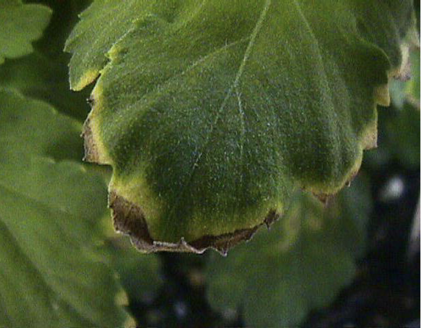 Tip burn on a leaf