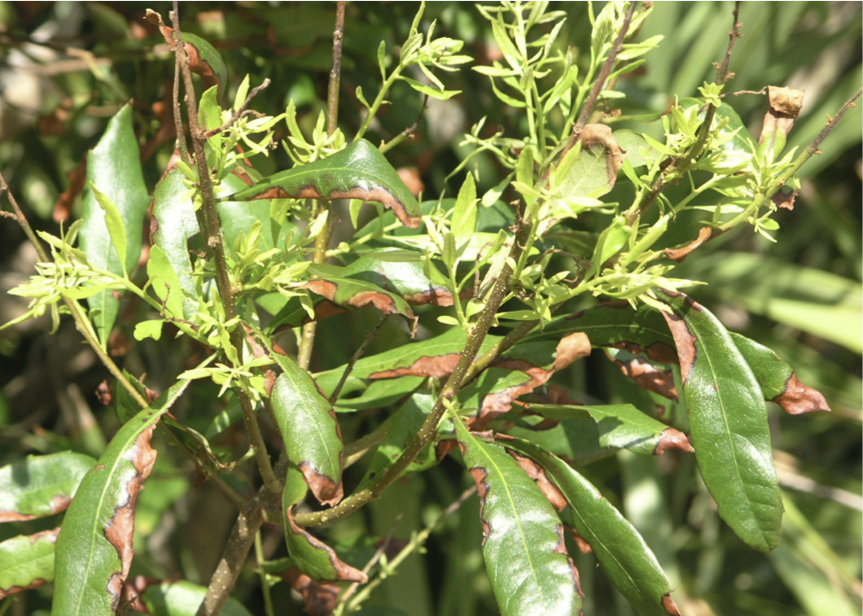 Plant with marginal leaf burn across the plant