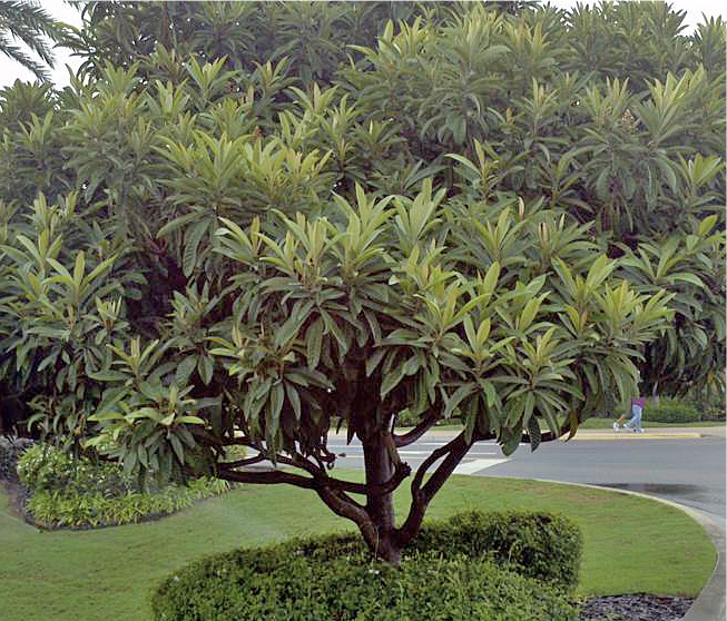loquat