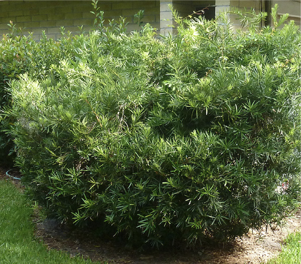 podocarpus