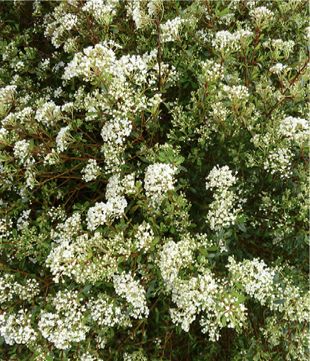 viburnum