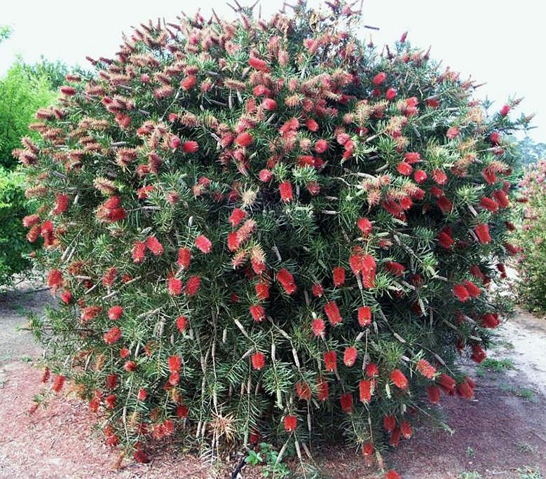 bottlebrush