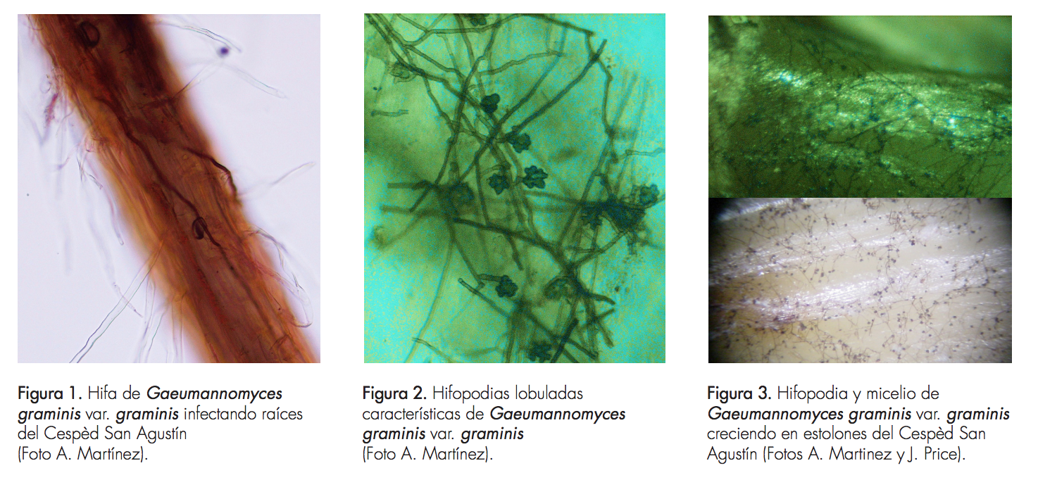 3 figuras de Ggg. Figura 1. Hifa de Gaeumannomyces graminis var graminis infectando raíces del Cesped San Agustín (Foto A. Martinez). Figura 2. Hifopodias lobuladas características de Gaeumannomyces graminis var graminis (Foto A. Martinez). Figura 3. Hifopodia y micelio de Gaeumannomyces graminis var. graminis creciendo en estalones del Cesped San Agustín (Fotos A. Martinez y J. Price).