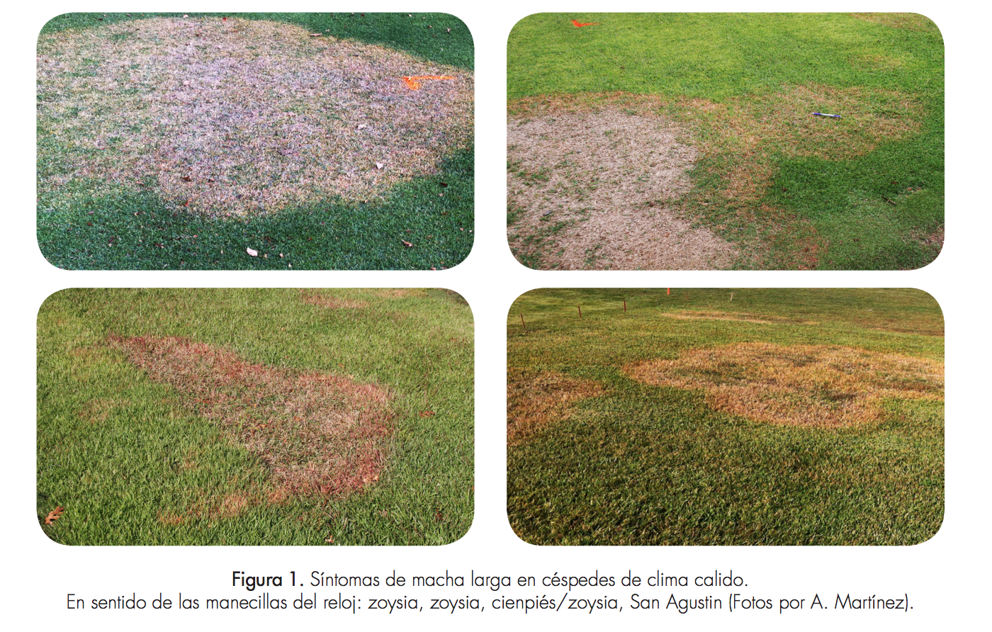 Síntomas de macha larga en céspedes de clima calido. En sentido de las manecillas del reloj: zoysia, zoysia, cienpiés/zoysia, San Agustin (Fotos por A. Martinez)