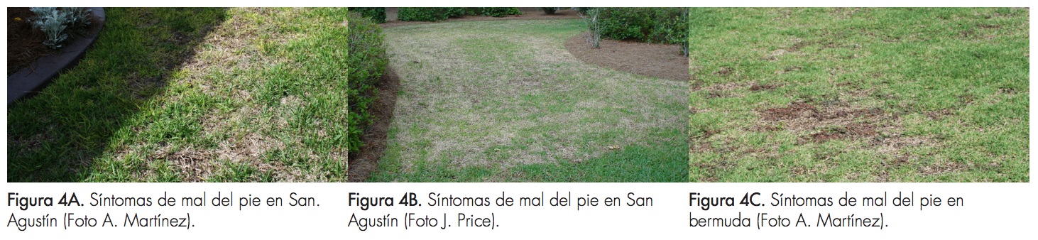 Figura 4A. Síntomas de mal del pie en San. Agustín (Foto A. Martínez). Figura 4B. Síntomas de mal del pie en San Agustín (Foto J. Price). Figura 4C. Síntomas de mal del pie en bermuda (Foto A. Martínez).