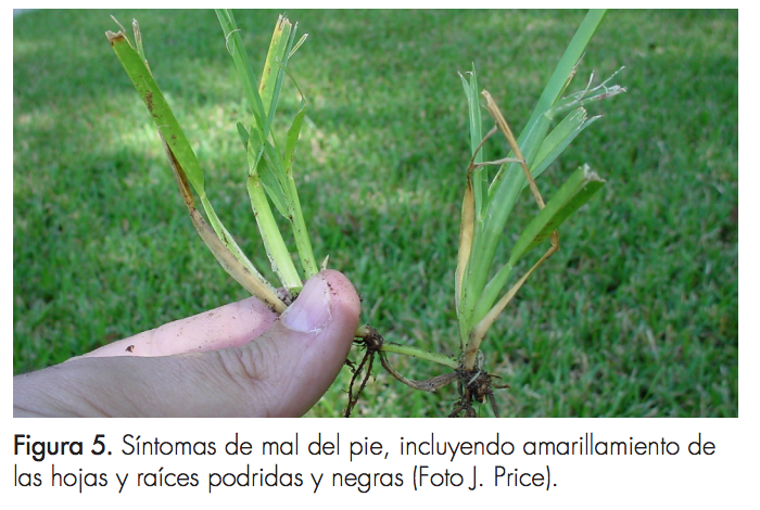 Síntomas de mal del pie, incluyendo amarillamiento de las hojas y raíces podridas y negras (Foto J. Price).