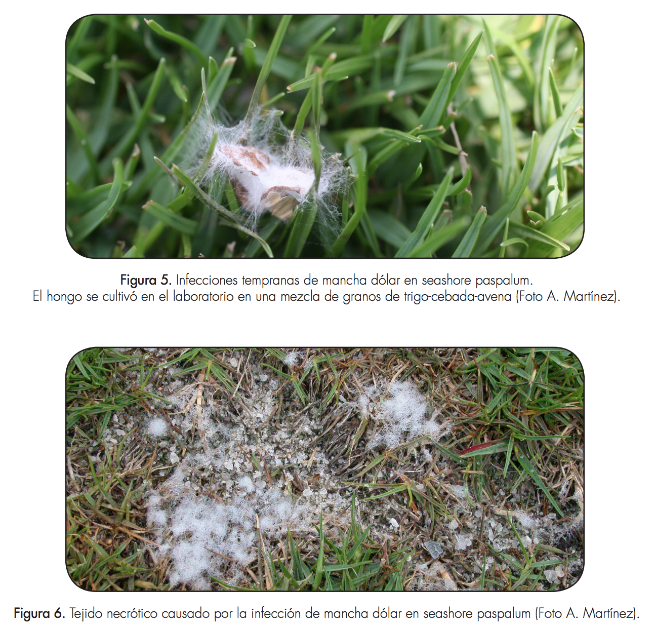 Figura 5. Infecciones tempranas de mancha dólar en seashore paspalum. El hongo se cultivó en el laboratorio en una mezcla de granos de trigo-cebada-avena (Foto A. Martínez). Figura 6. Tejido necrótico causado por la infección de mancha dólar en seashore paspalum (Foto A. Martínez).