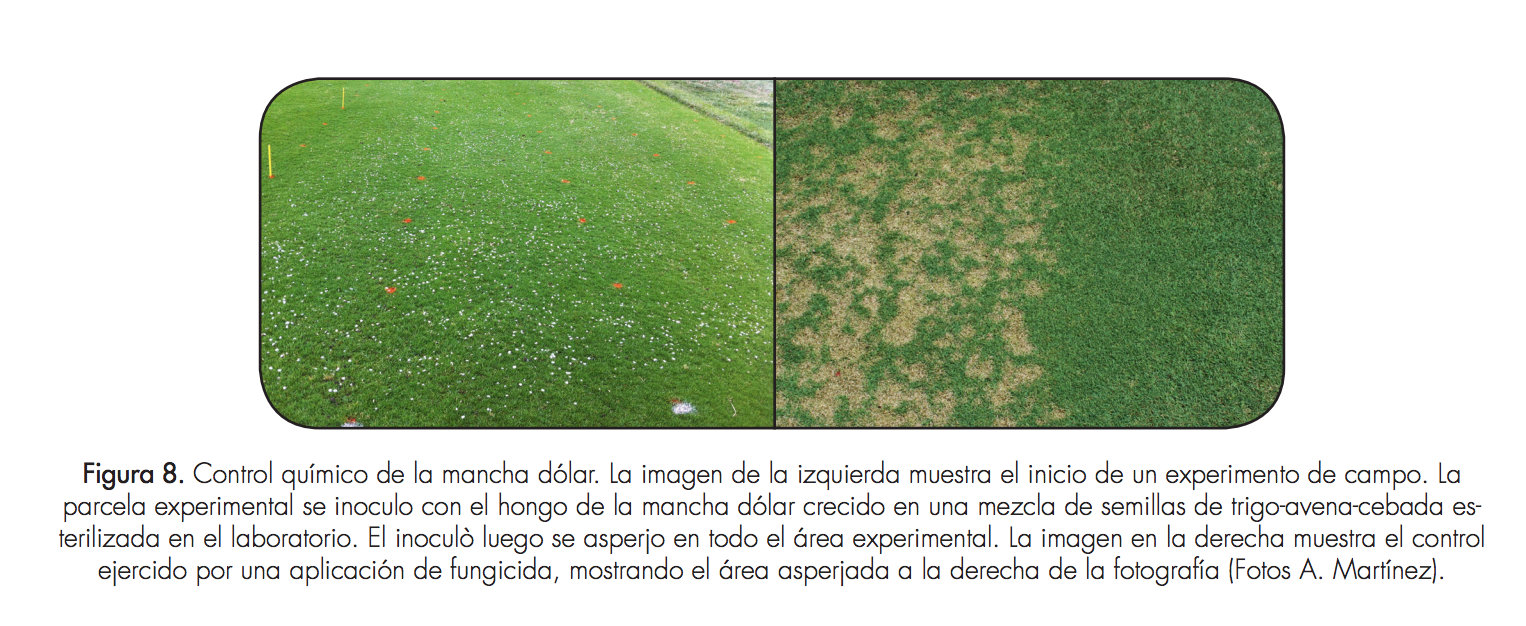 Figura 8. Control químico de la mancha dólar. La imagen de la izquierda muestra el inicio de un experimento de campo. La parcela experimental se inoculo con el hongo de la mancha dólar crecido en una mezcla de semillas de trigo-avena-cebada esterilizado en el laboratorio. El inoculó luego se asperjo en todo el área experimental. La imagen en la derecha muestro el control ejercido por una aplicación de fungicida, mostrando el área asperhada a la derecha de la fotografía (Fotos A. Martínez).