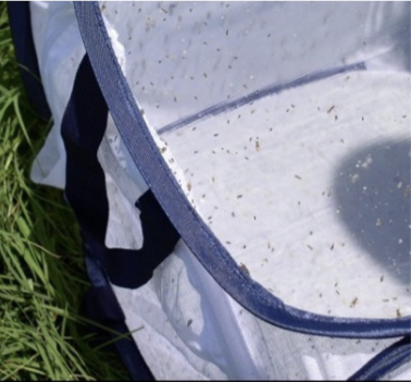 Close-up of a collapsible observation cage
