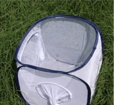 Collapsible observation cage