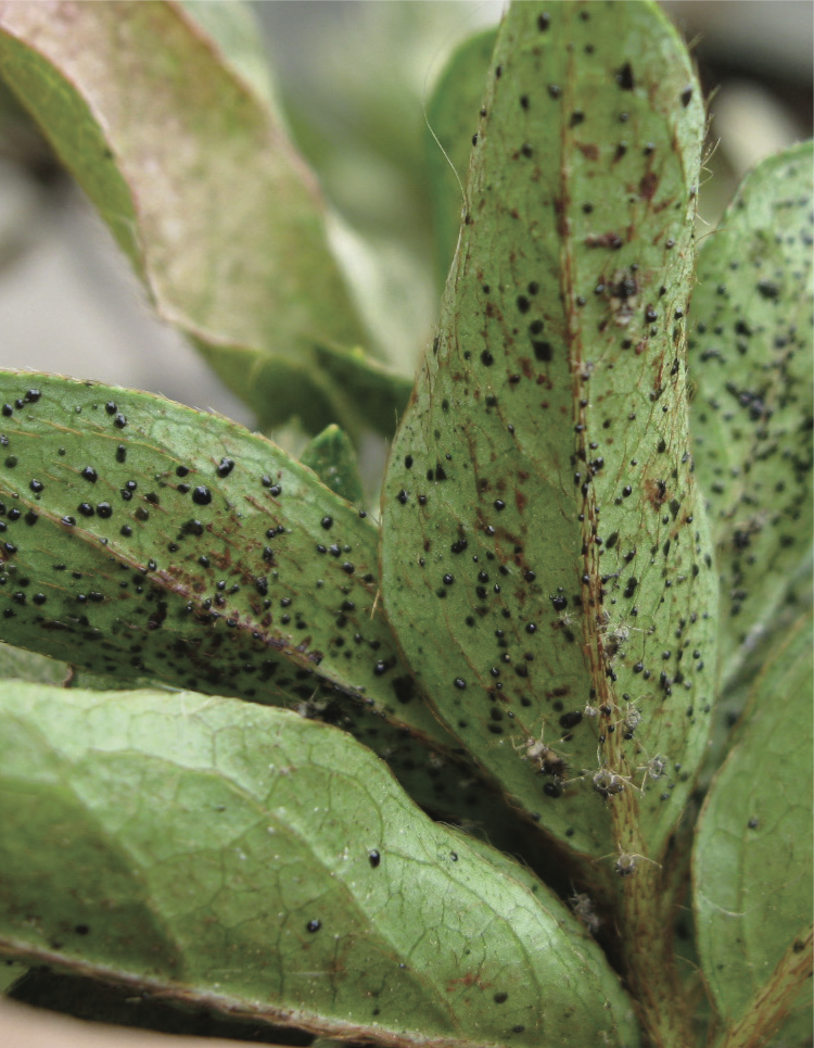 lace bug on the underside of azalea leaves