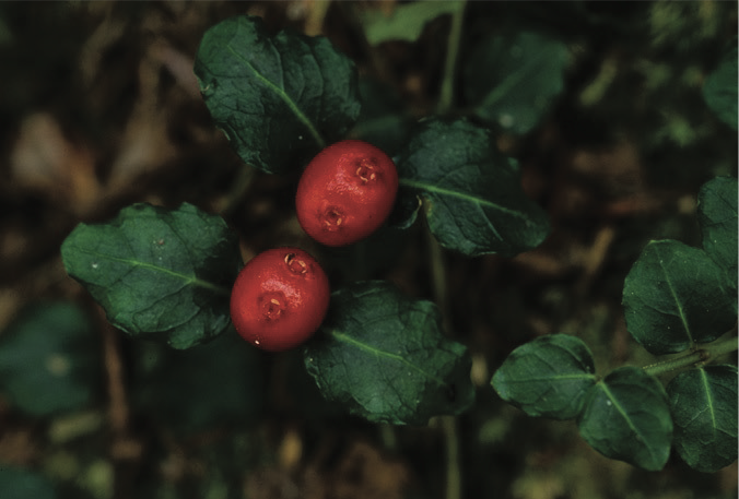 Matured partridge berry fruit