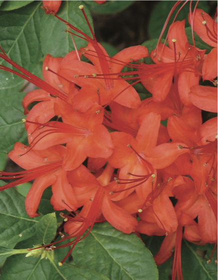 plumleaf azalea