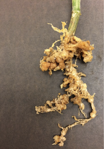 severely damaged cucumber roots