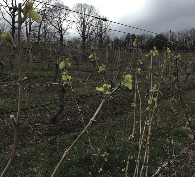 Chardonnay vineyard