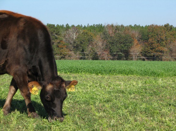 Cow grazing in a field