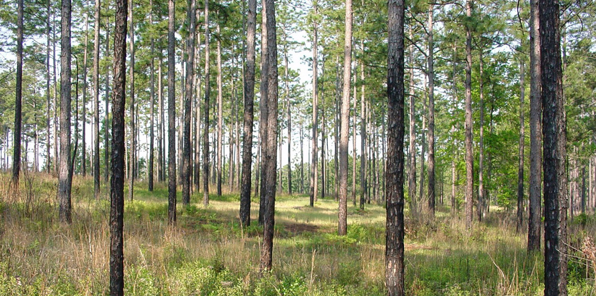 a stand of healthy looking pine trees