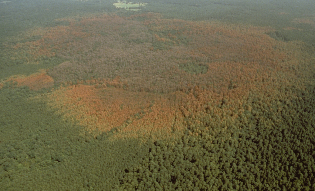 an aerial view of a forest with a large circle of dead and dying trees surrounded by green trees