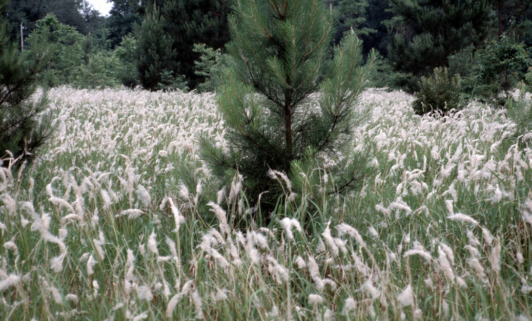 A tall grass with white tufts on the top grows abundantly in a field