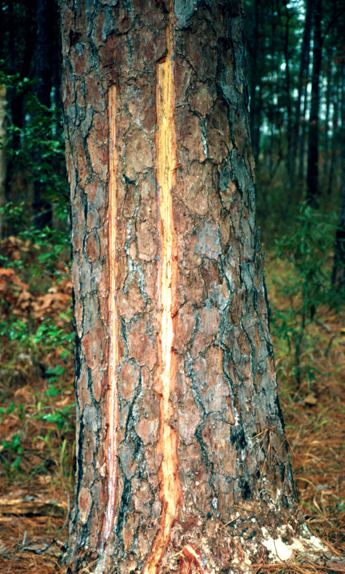 A pine tree has two vertical lines of stripped bark on the trunk