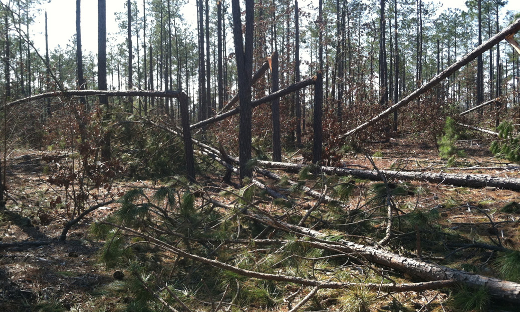 An area hit by a storm has broken trees in half