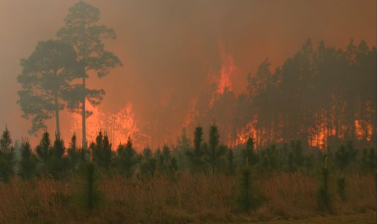 A wildfire rages through a wooded area
