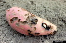 Sweet potato damaged by whitefringed beetle