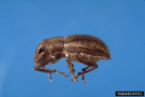 Whitefringed beetle adult