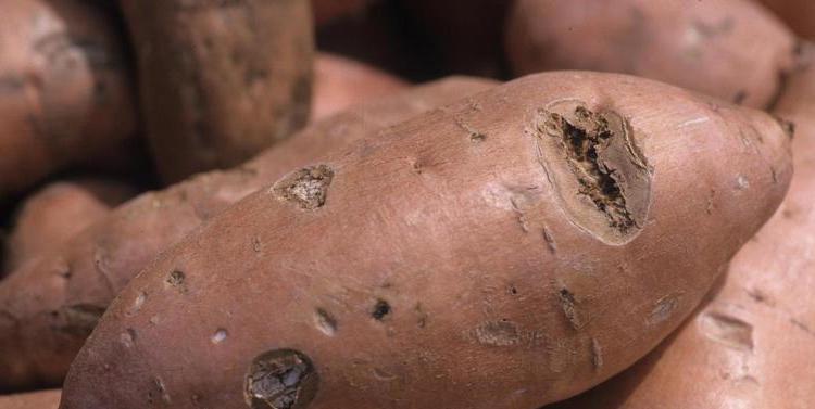Sweet potato with sunken legions