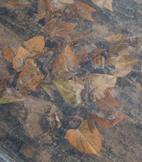 Shoots breaking through the soil