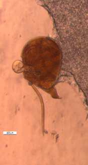 Sweet potato root showing infection