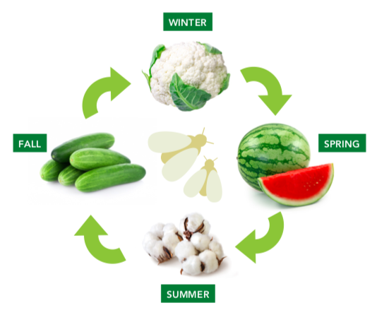 Photo illustration shows examples of crop hosts that SLWF move to throughout the year, from cauliflower in the winter at the top of the illustration, clockwise to watermelon in spring, cotton in summer, and cucumber in fall, before cycling back to cauliflower.
