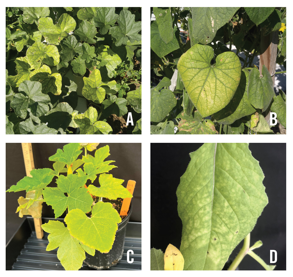 Four different types of leaf yellowing caused by CCYV on cantaloupe, cucumber, squash, and wild radish